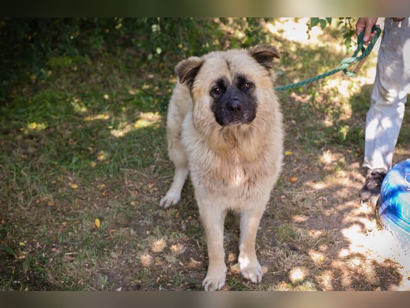 Teddy sucht ein Zuhause
