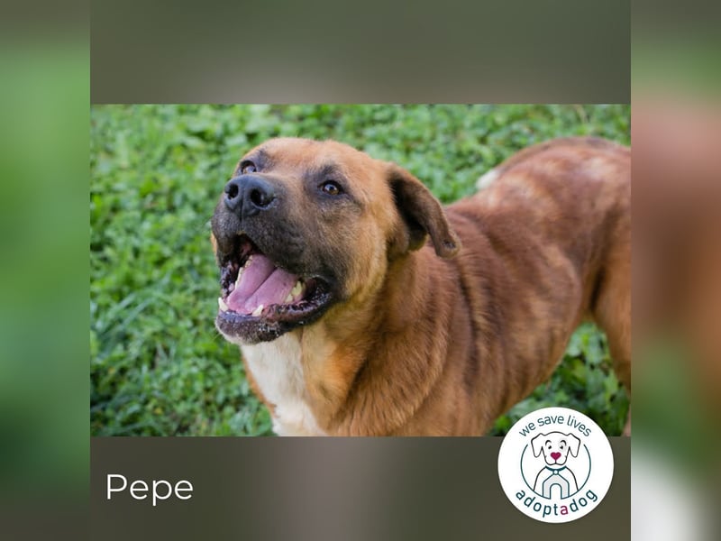 Pepe: Liebevoller Rüde