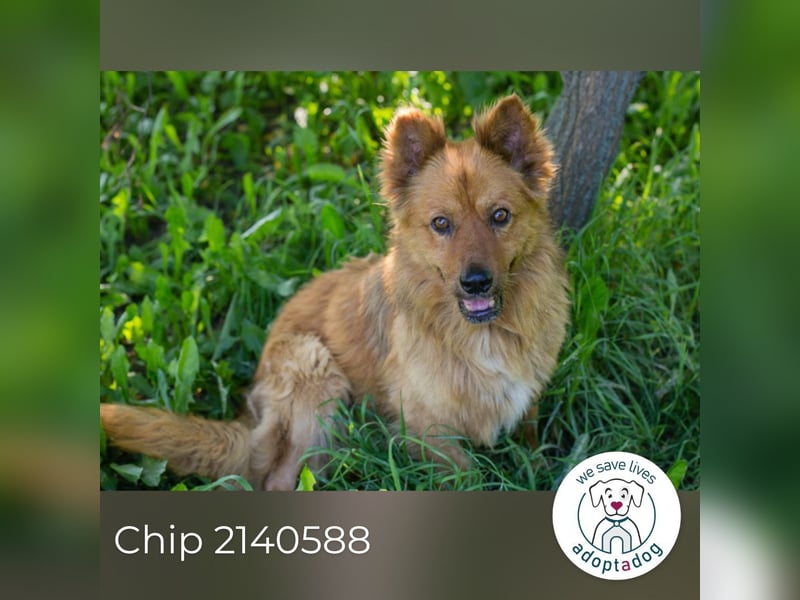 Chip 2140588 sucht ein Zuhause