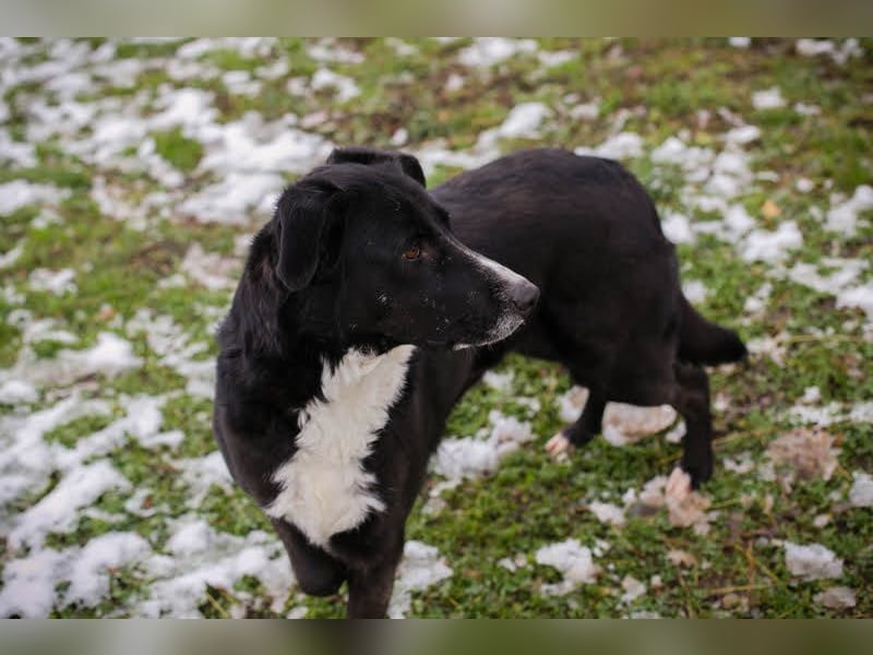 Buonavita: Sucht ihr Glück