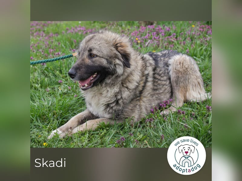 Skadi wartet auf ein neues Leben