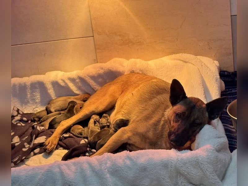 Cassy sucht ein Zuhause