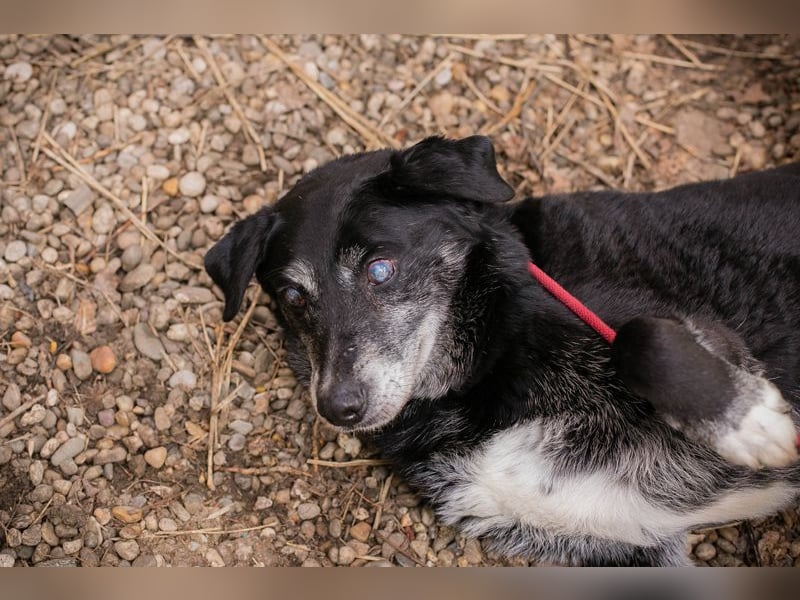 Rolfi sucht ein Zuhause