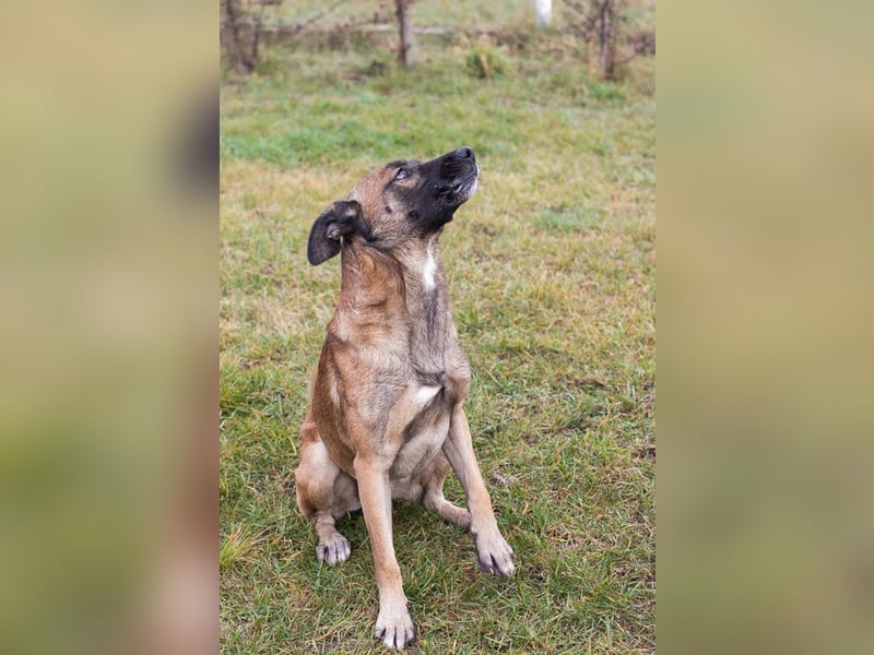 Santos: Aktiv mit grauer Schnauze