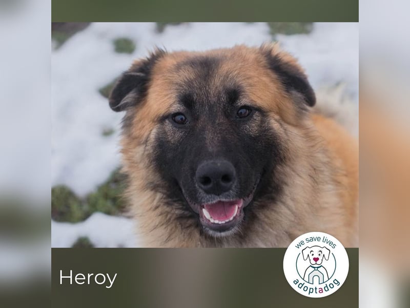 Heroy 260501 sucht ein zu Hause