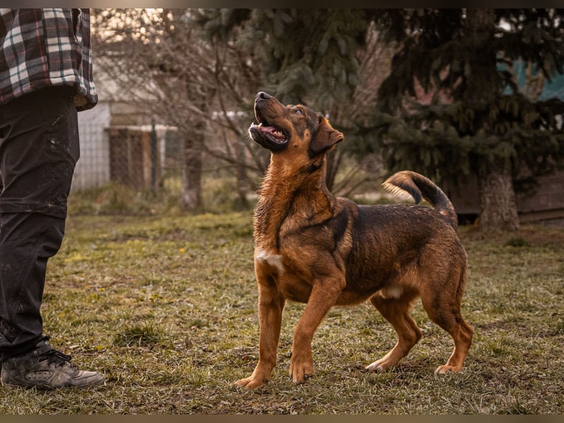 Freddy – Verspielter Entdecker sucht dich