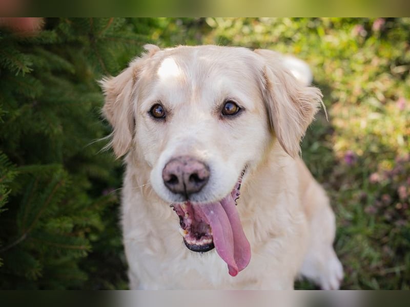 Sam sucht ein Zuhause