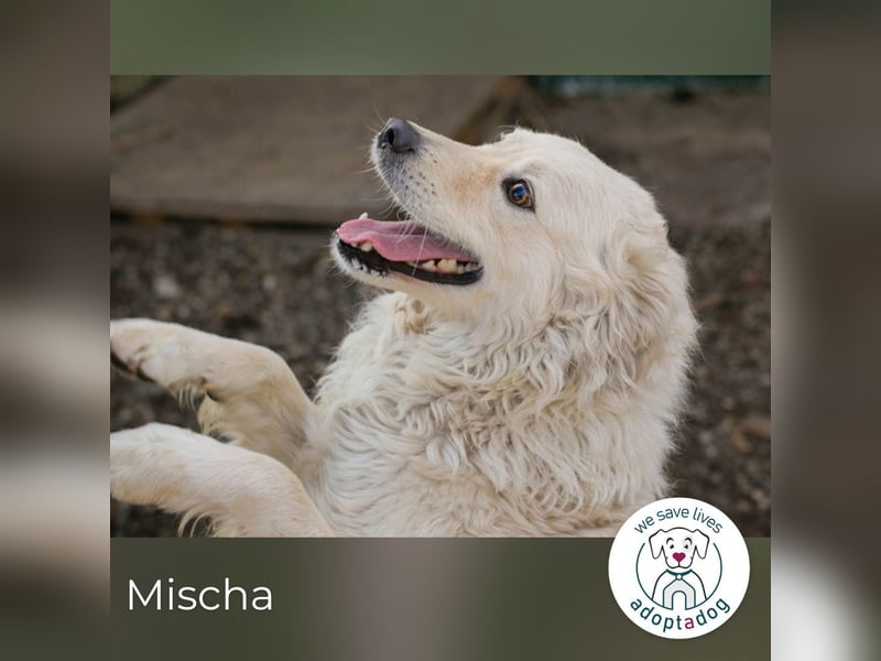 Mischa sucht ein Zuhause