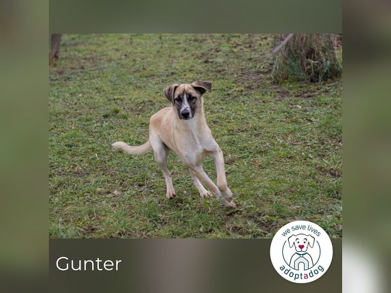 Gunter sucht ein Zuhause