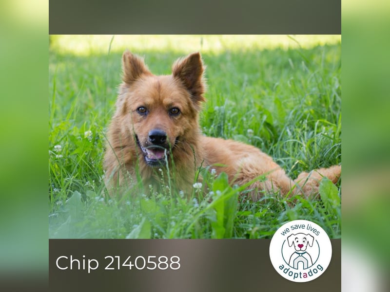 Chip 2140588 sucht ein Zuhause