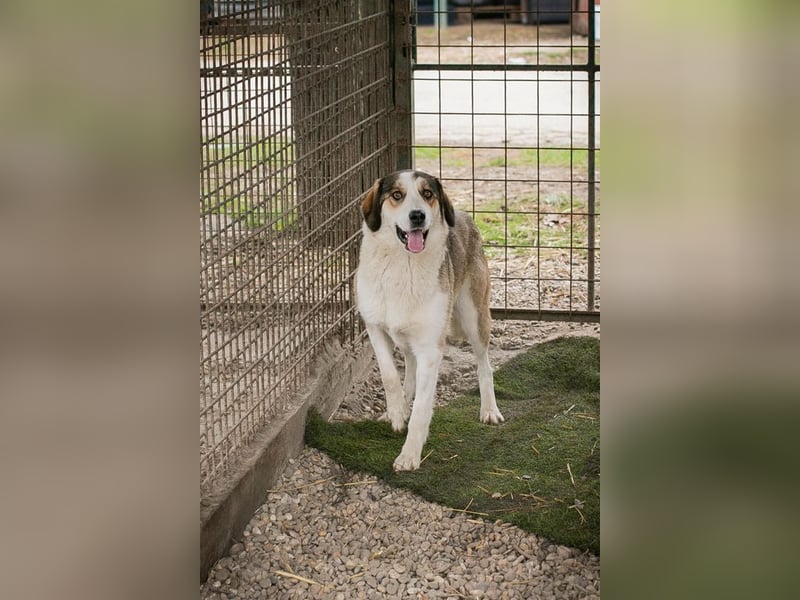 Chip 256646 sucht ein Zuhause