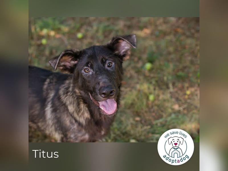 Titus 269957 sucht ein zu Hause
