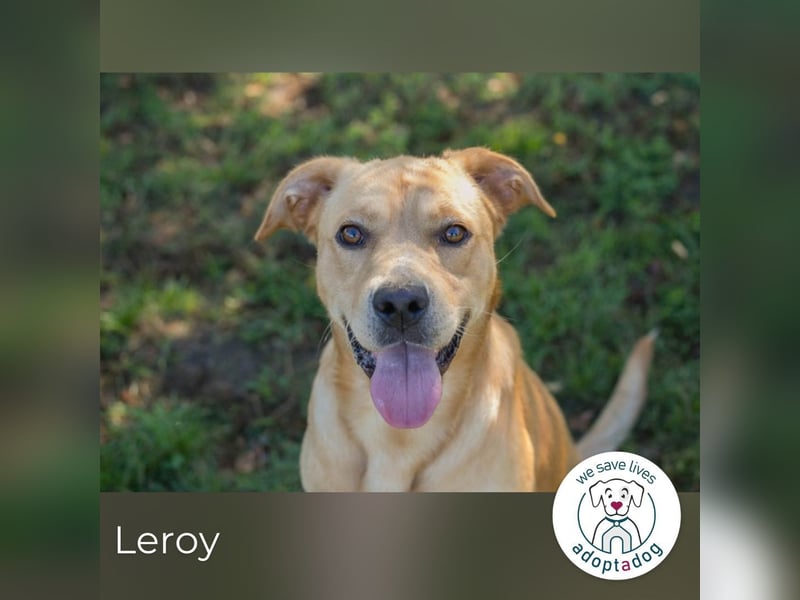 Leroy 152725 sucht ein zu Hause