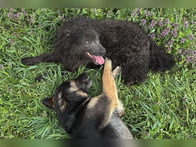 Maxi: Sonnenschein auf vier Beinen