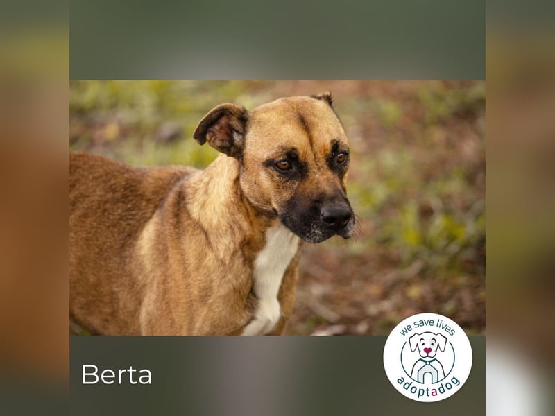 Berta 2176212 sucht ein zu Hause