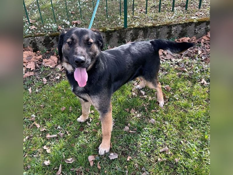 Maxi: Sonnenschein auf vier Beinen