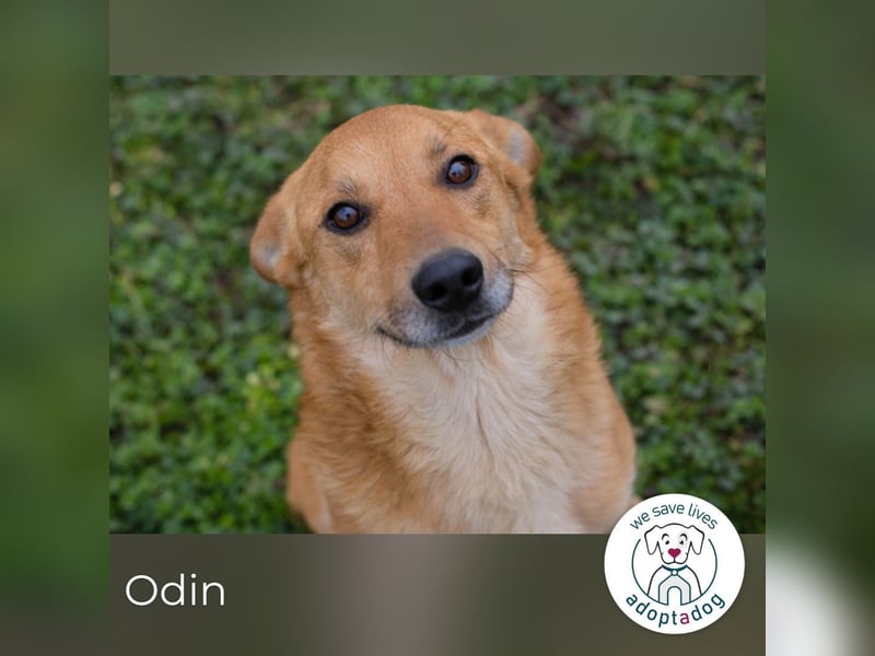 Odin sucht ein Zuhause