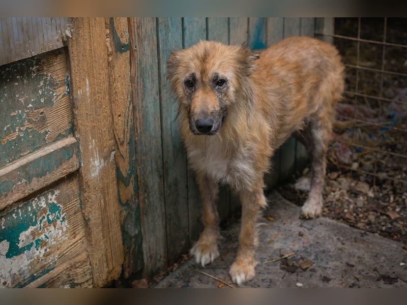 Nala sucht ein Zuhause