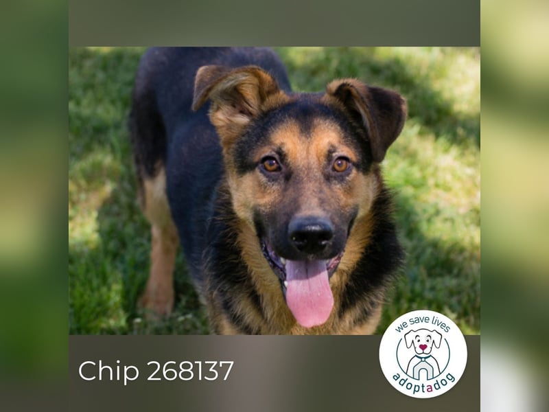 Chip 268137 sucht ein Zuhause