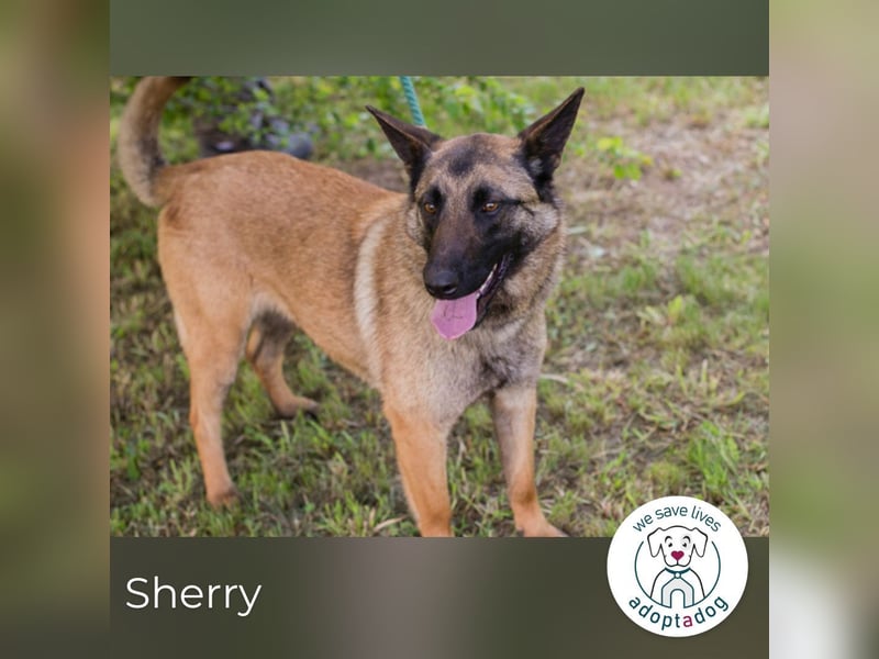 Sherry sucht ein Zuhause
