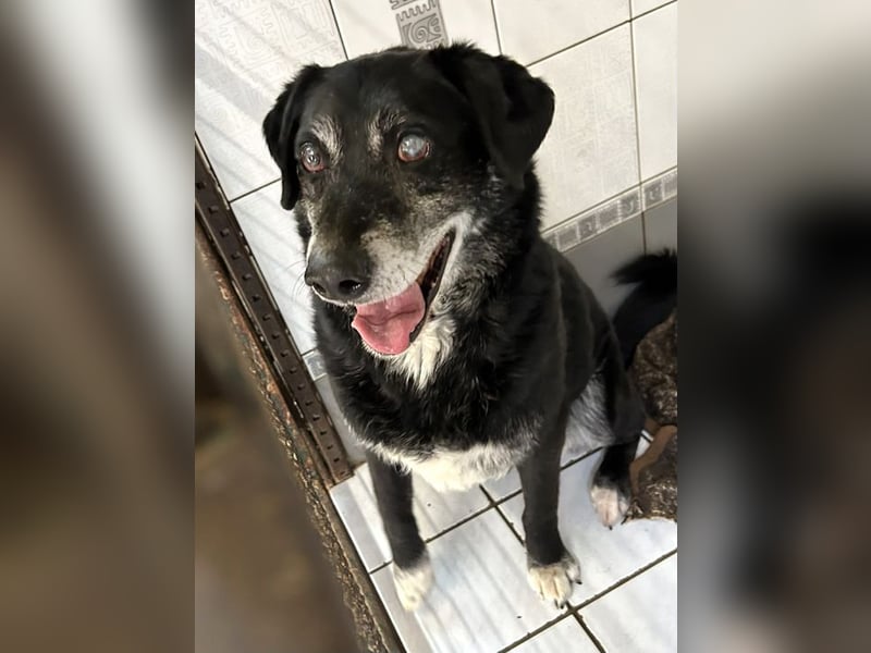 Rolfi sucht ein Zuhause