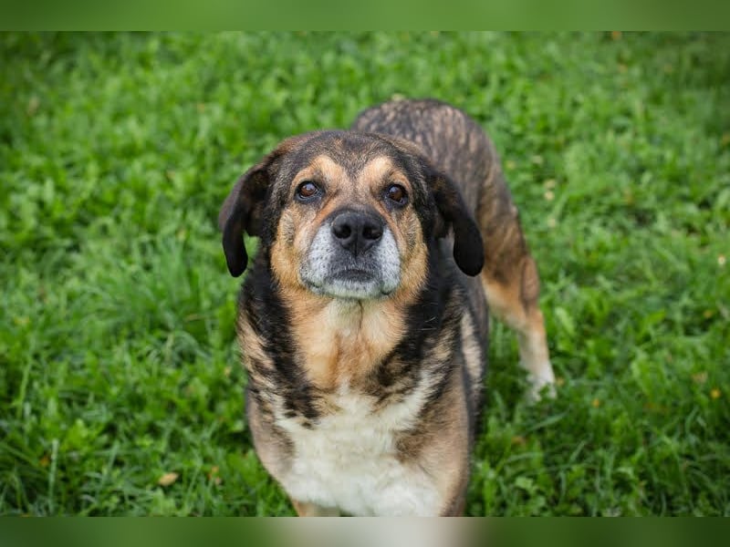 Casimir: Lieber Rüde