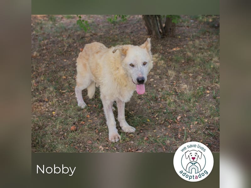 Nobby: Letzte Jahre in Geborgenheit