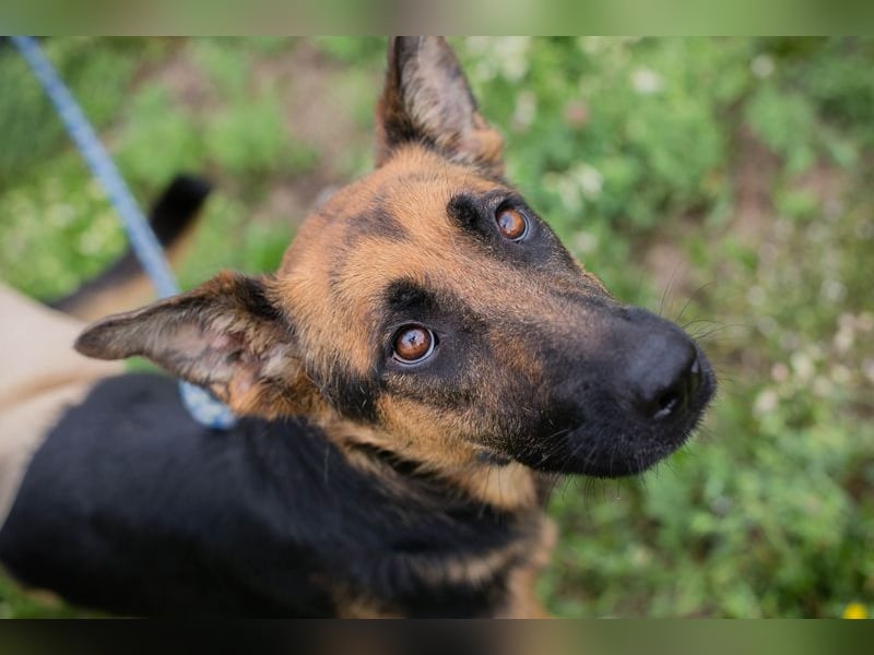 Nayra: Ein Herz auf drei Pfoten