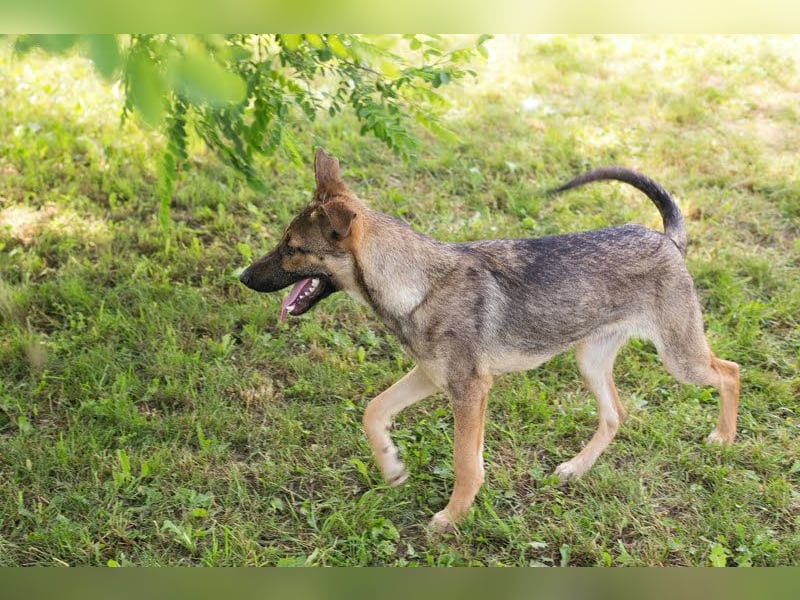 Marlee: Lebensfreude sucht Zuhause