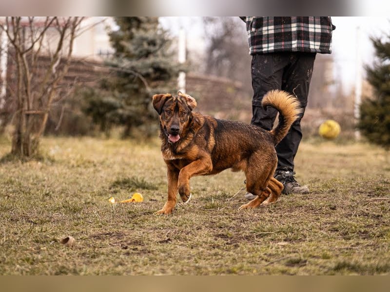 Freddy – Verspielter Entdecker sucht dich