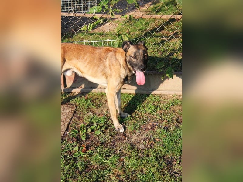 Santos: Aktiv mit grauer Schnauze