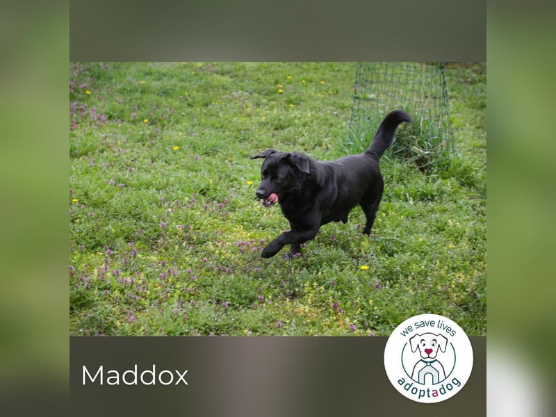 Maddox – Schwarze Schönheit
