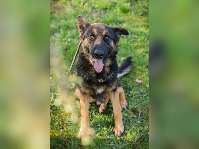 Dinero sucht ein Zuhause