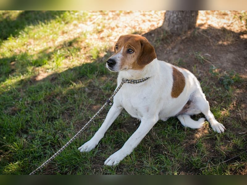 Chip 267299 sucht ein Zuhause