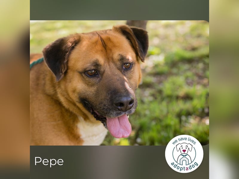 Pepe: Liebevoller Rüde