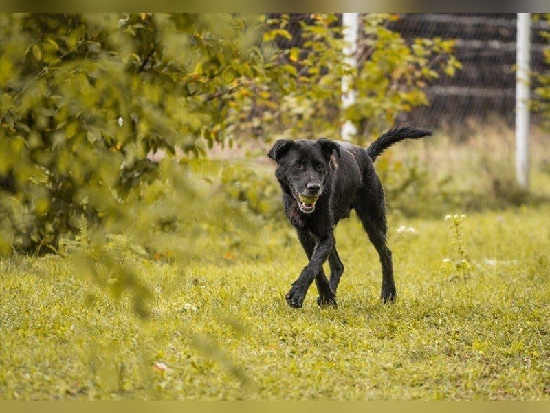 Hans: Neugieriger Rüde liebt Snacks