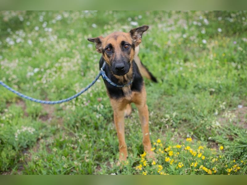 Nayra: Ein Herz auf drei Pfoten