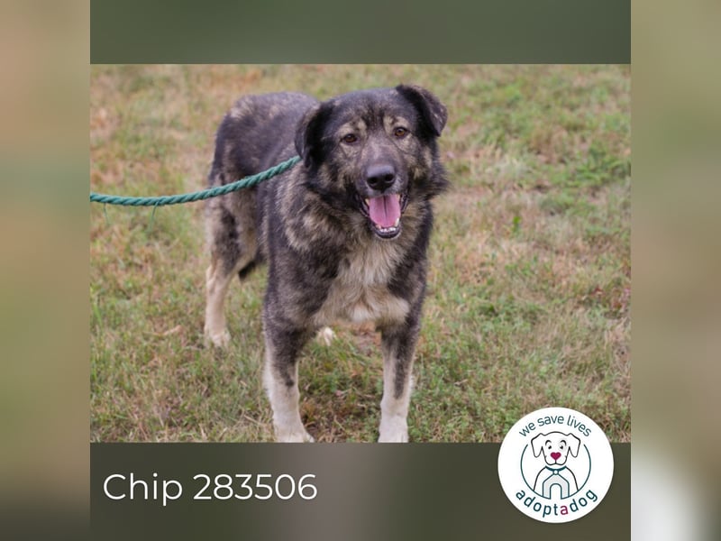 Chip 283506 sucht ein Zuhause