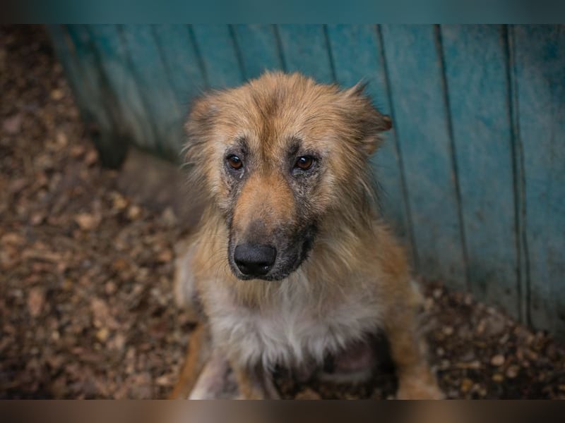 Nala sucht ein Zuhause