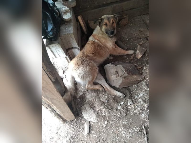 Alex – möchte voll durchstarten