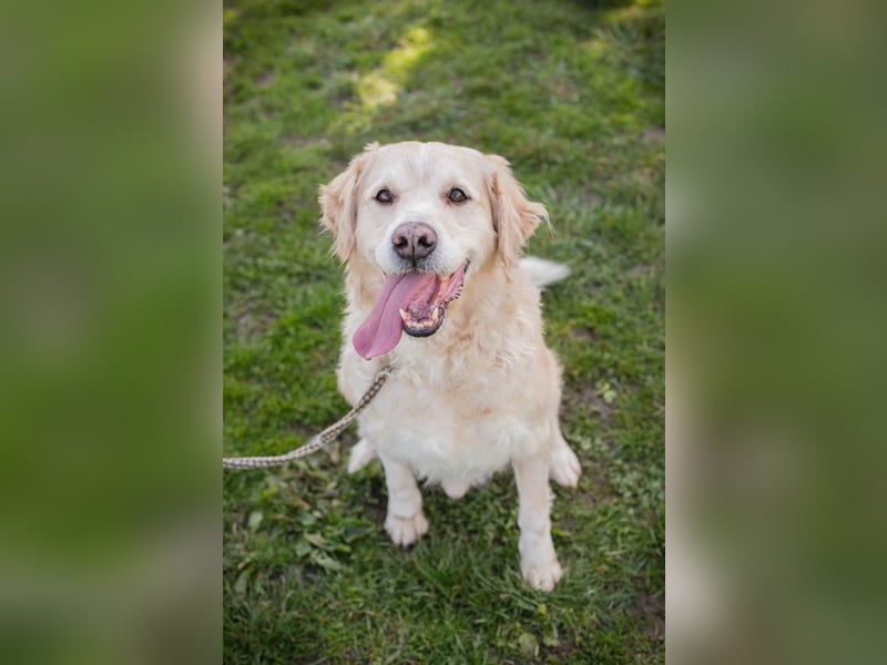 Sam sucht ein Zuhause