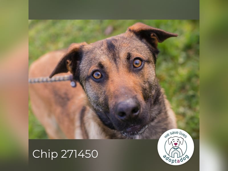 Chip 271450 sucht ein Zuhause