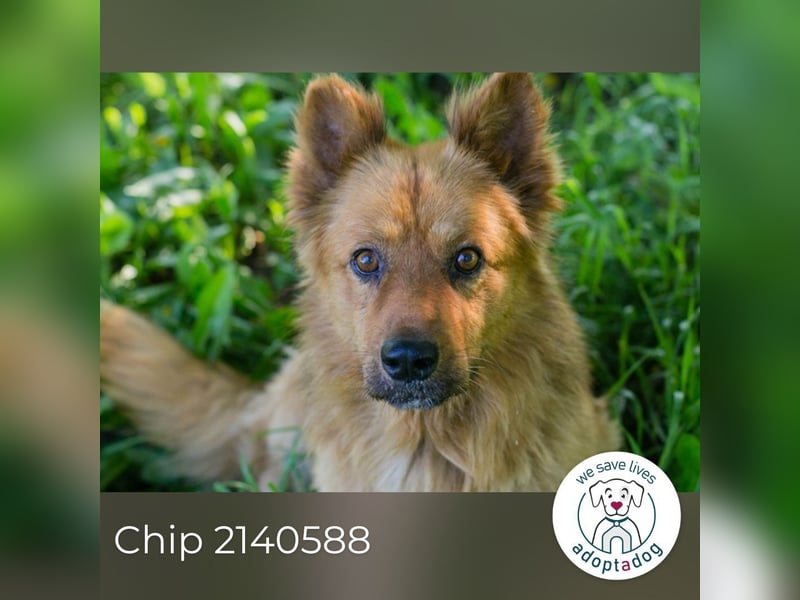 Chip 2140588 sucht ein Zuhause