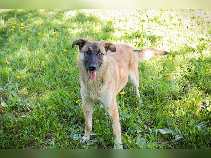 Mona: Tollpatsch mit Herz