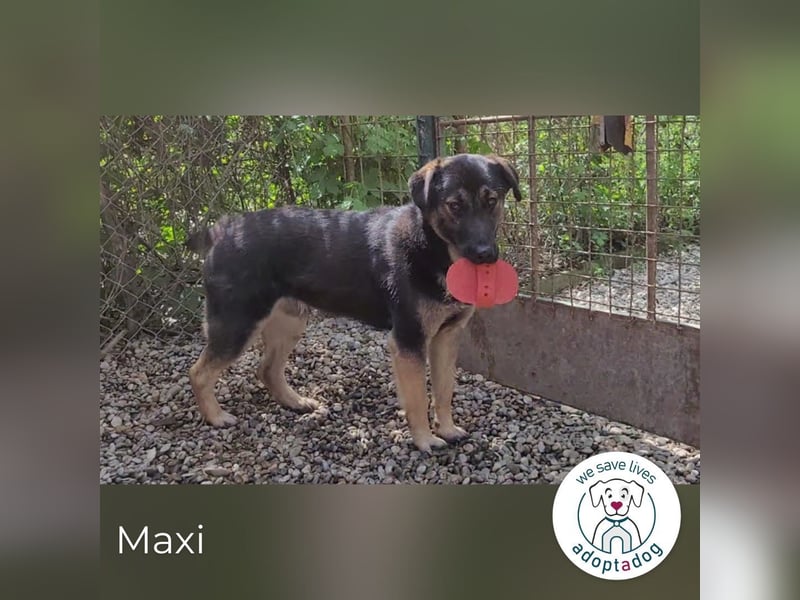 Maxi: Sonnenschein auf vier Beinen