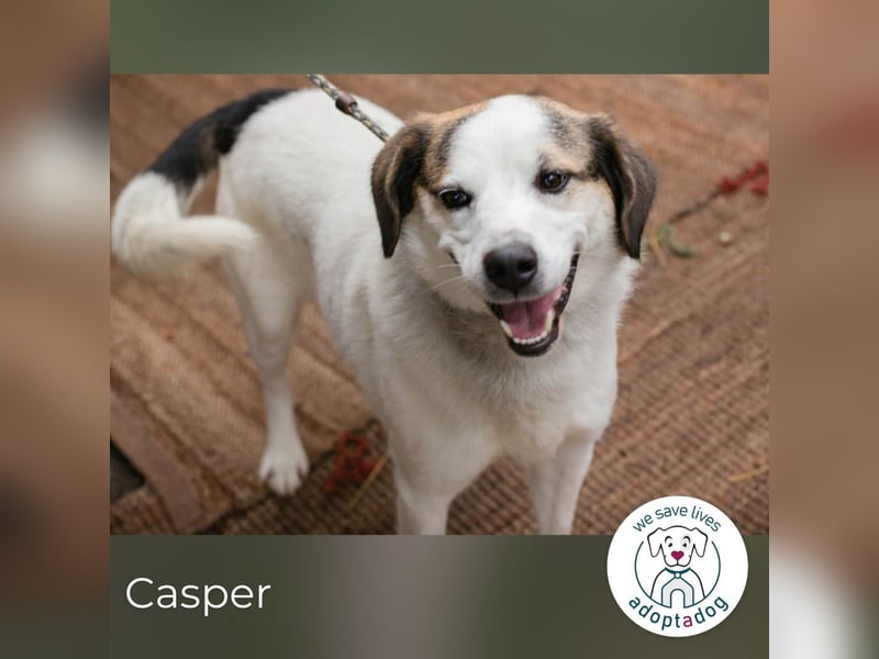Casper sucht ein Zuhause