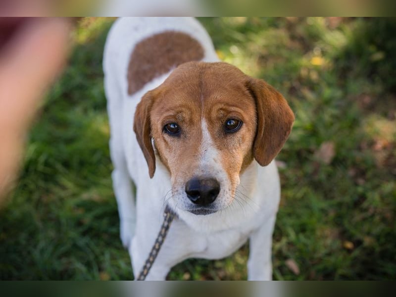 Chip 267299 sucht ein Zuhause