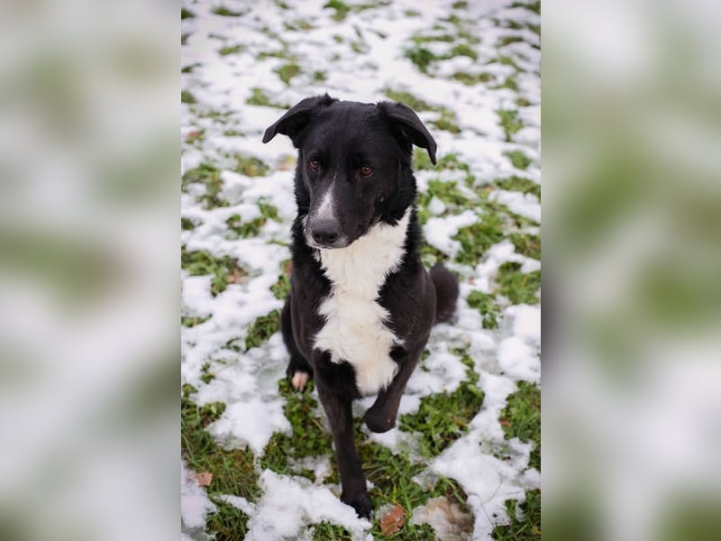 Buonavita: Sucht ihr Glück