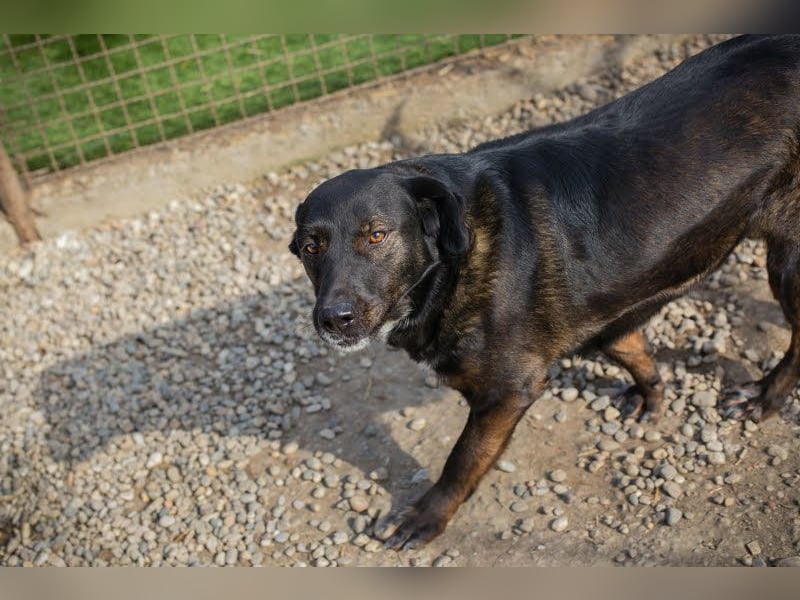 Gwen sucht ein neues Für-immer-Körbchen!