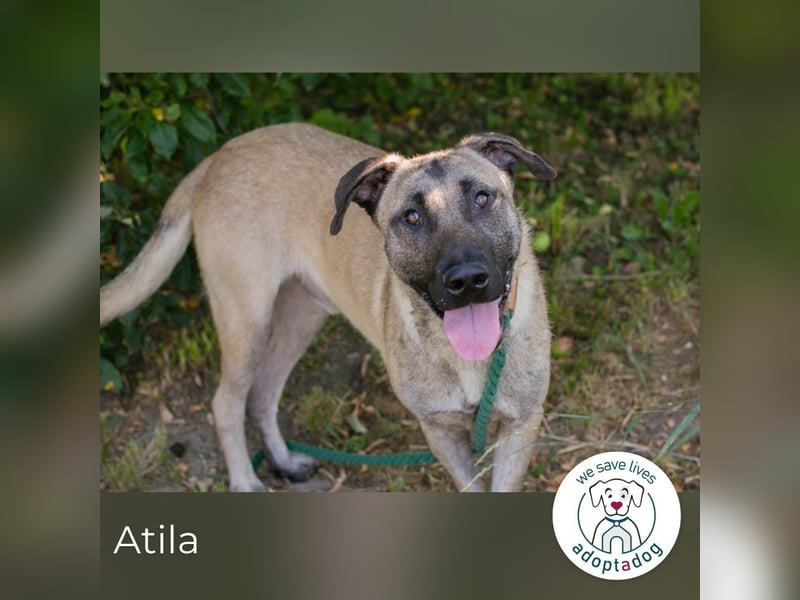 Atila sucht ein Zuhause